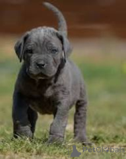 Photo №2 to announcement № 165794 for the sale of cane corso - buy in Italy private announcement, breeder