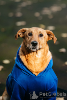 Photo №3. Chester looking for a home. Russian Federation