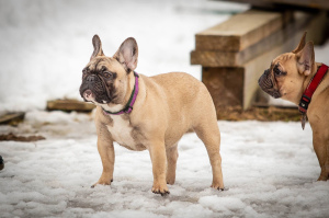 Photo №2 to announcement № 5789 for the sale of french bulldog - buy in Russian Federation breeder