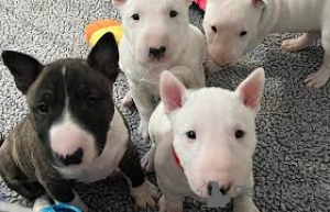 Photo №2 to announcement № 136776 for the sale of bull terrier - buy in Germany 