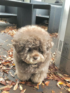 Photo №4. I will sell poodle (toy) in the city of Hanko. private announcement - price - negotiated