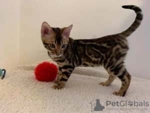 Photo №1. bengal cat - for sale in the city of Sundsvall | Is free | Announcement № 81252