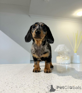 Photo №3. Mini Dachshund Puppies For Adoption. United States