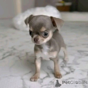 Photo №1.  - for sale in the city of Austkhoizer | 500$ | Announcement № 161127