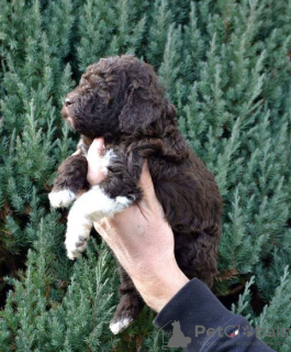 Photo №3. Lagotto Romagnolo puppies. Serbia