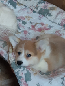 Photo №2 to announcement № 5599 for the sale of welsh corgi - buy in Russian Federation from nursery