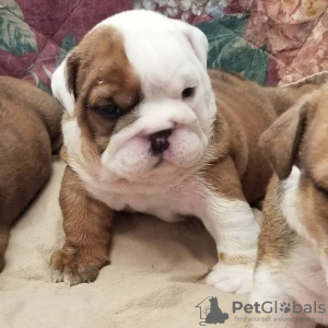 Photo №2 to announcement № 38279 for the sale of english bulldog - buy in Austria private announcement