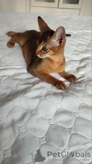 Photo №2 to announcement № 21293 for the sale of abyssinian cat - buy in Russian Federation private announcement