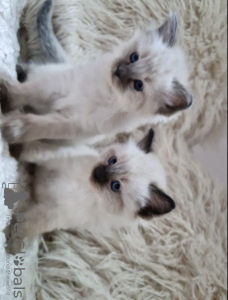 Photo №2 to announcement № 95080 for the sale of ragdoll - buy in Germany breeder