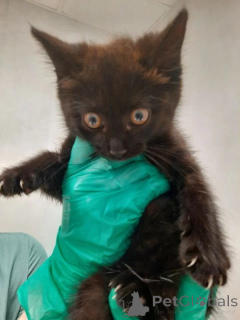 Photo №3. Kittens Shurik, Mia and Valentine are looking for a house.. Russian Federation