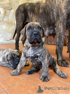 Photo №1. perro de presa canario - for sale in the city of Košice | negotiated | Announcement № 146911
