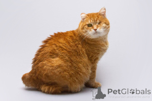 Photo №3. Kitty Natasha is looking for a home.. Russian Federation