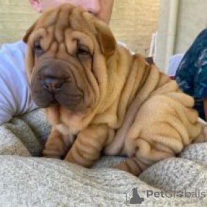 Photo №1. shar pei - for sale in the city of Vantaa | negotiated | Announcement № 175148