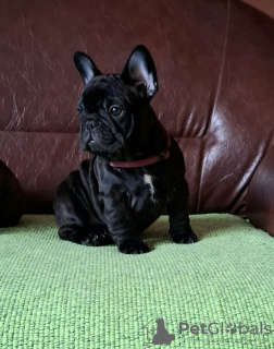 Photo №2 to announcement № 124222 for the sale of french bulldog - buy in Serbia breeder