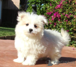 Photo №1. havanese dog - for sale in the city of Paris | Is free | Announcement № 91057