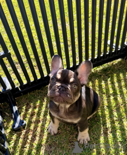 Photo №2 to announcement № 154928 for the sale of french bulldog - buy in Germany breeder