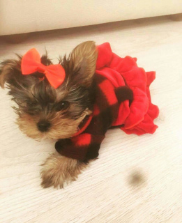 Photo №2 to announcement № 5827 for the sale of yorkshire terrier - buy in Russian Federation from nursery