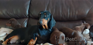 Photo №2 to announcement № 62810 for the sale of dachshund - buy in Russian Federation 