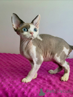 Photo №1. sphynx cat - for sale in the city of Groningen | negotiated | Announcement № 178138