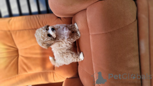 Photo №3. Lovely and faithful friends. Moldova