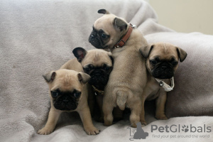Photo №1. pug - for sale in the city of Leipzig | 423$ | Announcement № 95869