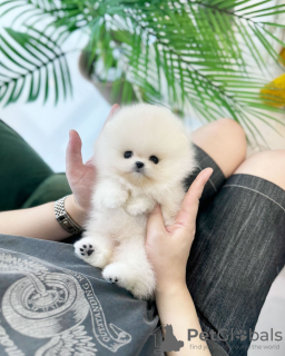 Photo №1. pomeranian - for sale in the city of Munich | negotiated | Announcement № 114777