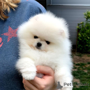 Photo №3. Pomeranian puppies. Finland