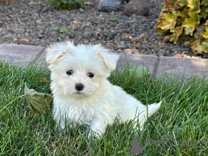 Photo №1. maltese dog - for sale in the city of Tiraspol | negotiated | Announcement № 124387