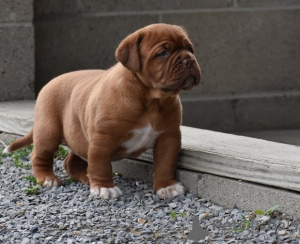 Photo №1. dogue de bordeaux - for sale in the city of Корк | Is free | Announcement № 124162