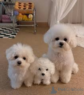 Photo №1. bichon frise - for sale in the city of Manchester | 723$ | Announcement № 165719