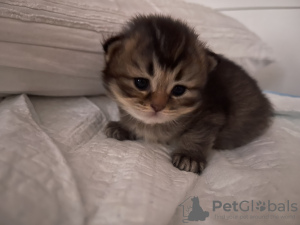 Photo №2 to announcement № 100053 for the sale of british shorthair - buy in Germany private announcement