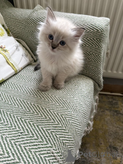 Photo №1. ragdoll - for sale in the city of Floral City | 500$ | Announcement № 157209