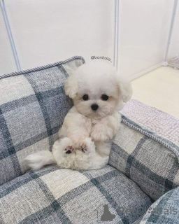 Photo №1. maltese dog - for sale in the city of Даллас | 500$ | Announcement № 46290