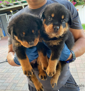 Photo №1. rottweiler - for sale in the city of Амстердам | 317$ | Announcement № 44026