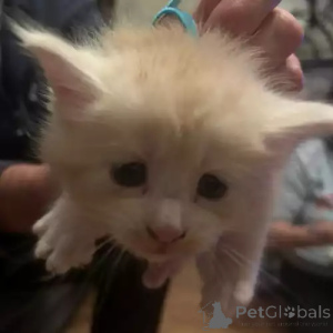 Photo №2 to announcement № 167273 for the sale of maine coon - buy in Germany private announcement