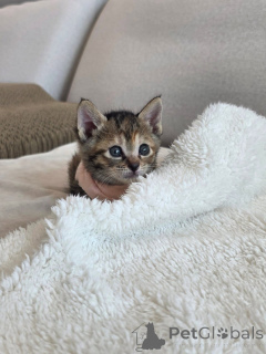 Photo №1. bengal cat - for sale in the city of Calgary | 250$ | Announcement № 175416