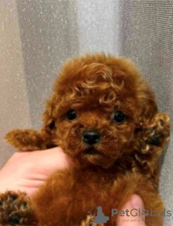 Photo №1. poodle (dwarf) - for sale in the city of Werbass | negotiated | Announcement № 100939