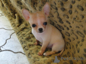 Photo №3. Chihuahua-puppy's te koop. Netherlands