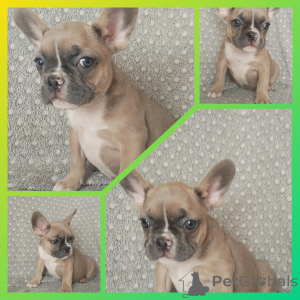 Photo №2 to announcement № 151884 for the sale of french bulldog - buy in Belarus private announcement