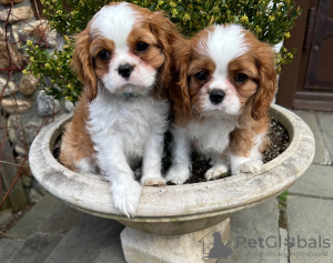 Photo №2 to announcement № 109280 for the sale of cavalier king charles spaniel - buy in Germany private announcement, breeder