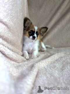 Photo №4. I will sell papillon dog in the city of Minsk. breeder - price - 242$