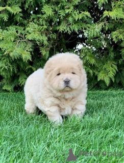 Photo №2 to announcement № 160408 for the sale of chow chow - buy in Germany private announcement