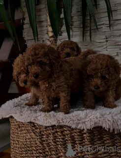 Photo №3. Red dwarf poodle. Serbia