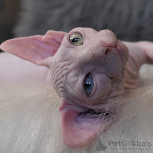 Photo №1. sphynx cat - for sale in the city of Simferopol | 675$ | Announcement № 17778