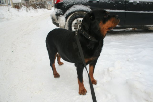 Photo №1. Mating service - breed: rottweiler. Price - 100$