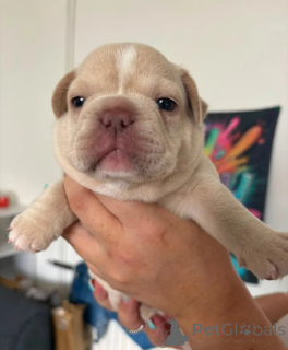 Photo №1. french bulldog - for sale in the city of Palermo | 413$ | Announcement № 174344