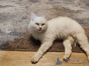 Photo №3. Affectionate cat Snow White is urgently looking for a home. Belarus