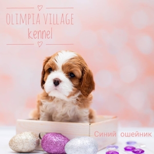 Photo №2 to announcement № 1813 for the sale of cavalier king charles spaniel - buy in Russian Federation from nursery