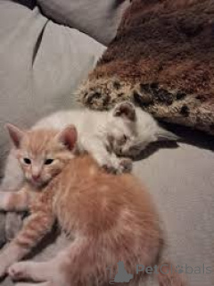 Photo №2 to announcement № 161091 for the sale of norwegian forest cat - buy in Finland private announcement, breeder