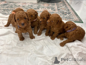 Photo №1. poodle (toy) - for sale in the city of Arrondisman de Brussels Capital | Is free | Announcement № 169015